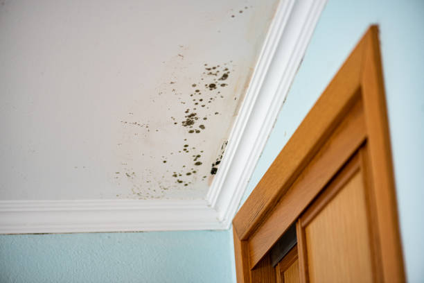 Best Fast Mold Removal  in Collegeville, PA