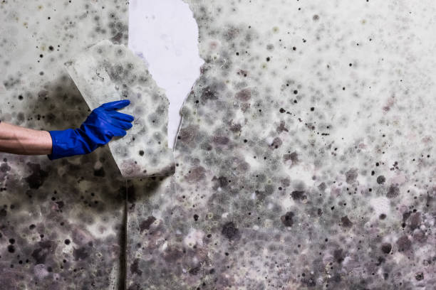Best Certified Mold Removal  in Collegeville, PA